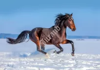 Kalendarze rodzinne WL - 3