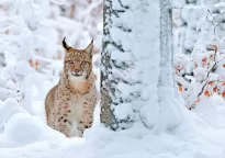 Kalendarze rodzinne WL - 15