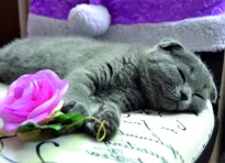 Kalendarze trójdzielne wypukła główka - 8