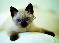 Kalendarze trójdzielne wypukła główka - 3