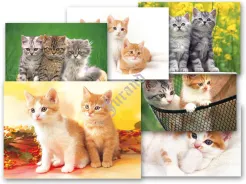 Pocztówki - zwierzaki s2