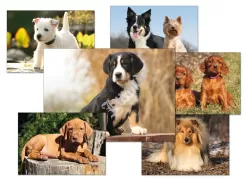 Pocztówki - zwierzaki s4