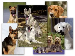 Pocztówki - zwierzaki s3