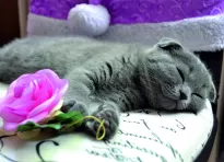 Kalendarze jednodzielne płaska główka - 8