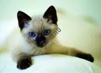 Kalendarze jednodzielne płaska główka - 3