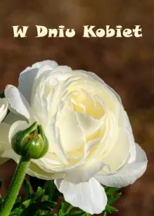 Karnety na Dzień Kobiet