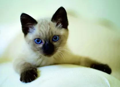 Kalendarze trójdzielne płaska główka